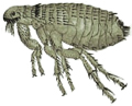 Ectoparásitos